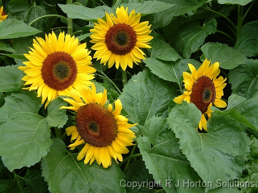 Sunflowers group